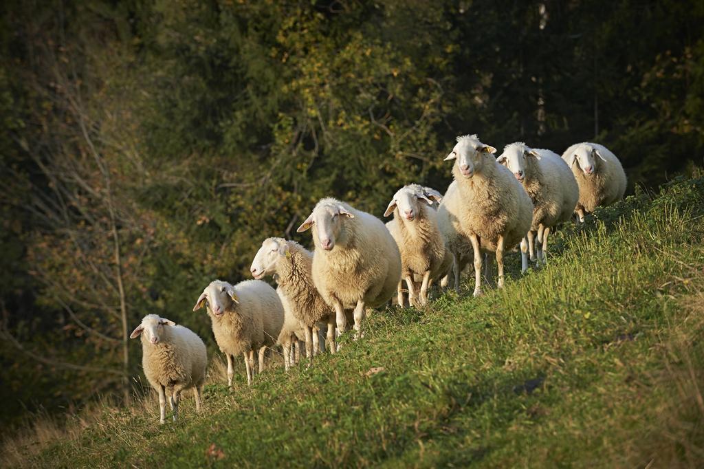 Vila Tourist Farm Kladje Ljubno Exteriér fotografie