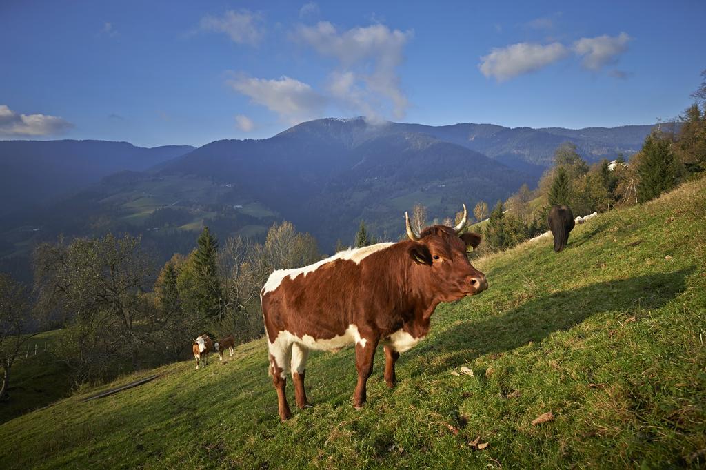 Vila Tourist Farm Kladje Ljubno Exteriér fotografie